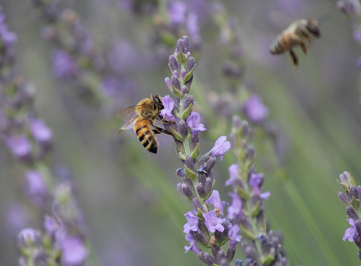 A honey bee on a lavender flower