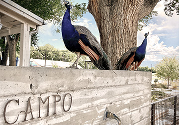 Breakfast and Brunch at CAMPO