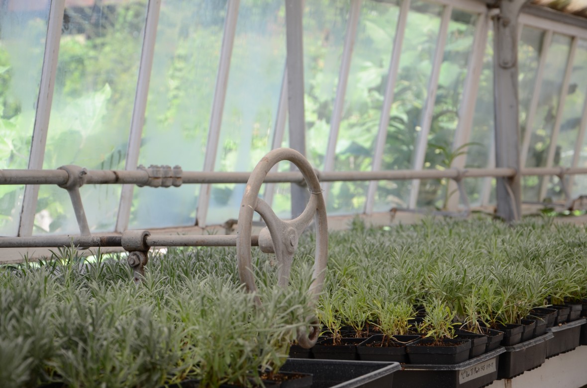 Lavender starts in the greenhouse