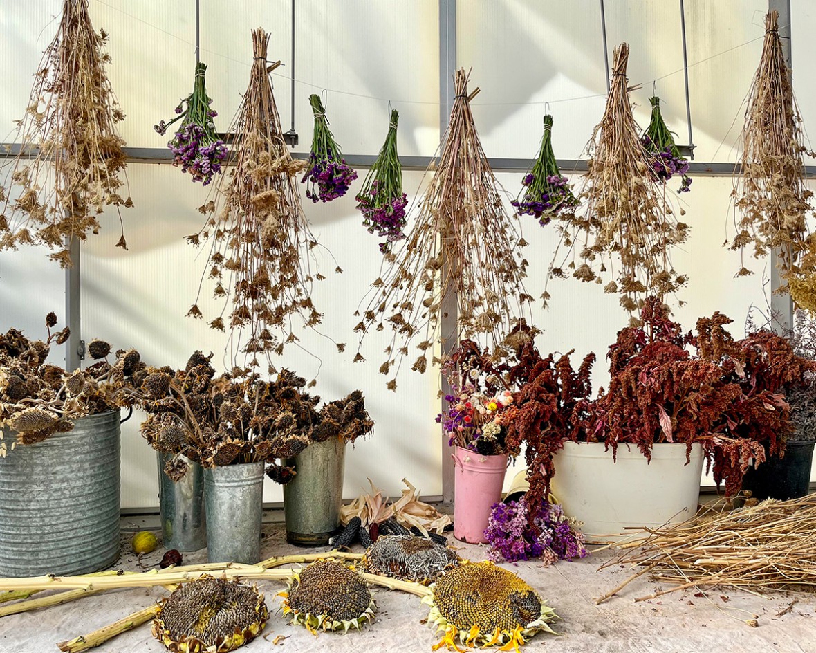 Drying botanicals in the historic greenhouse