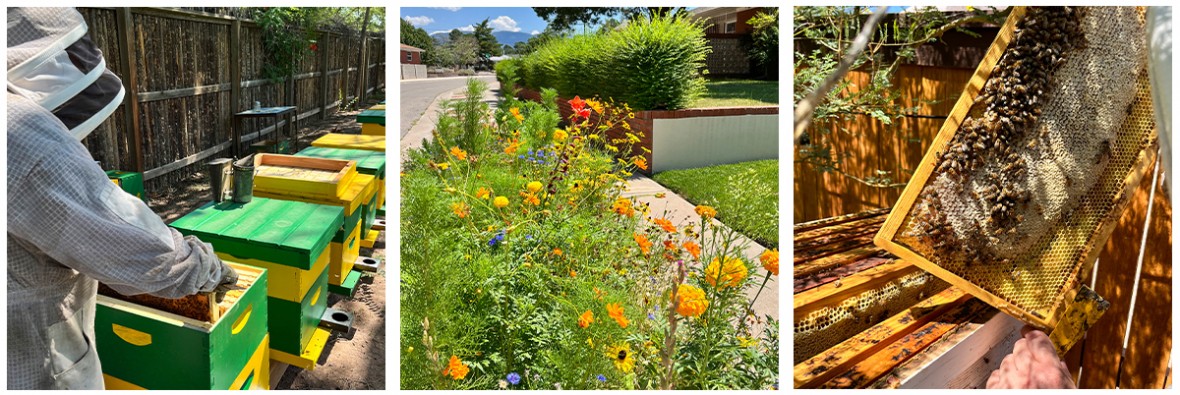 Beekeeper inspecting hives, a pollinator garden