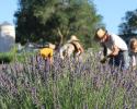 Lavender harvest