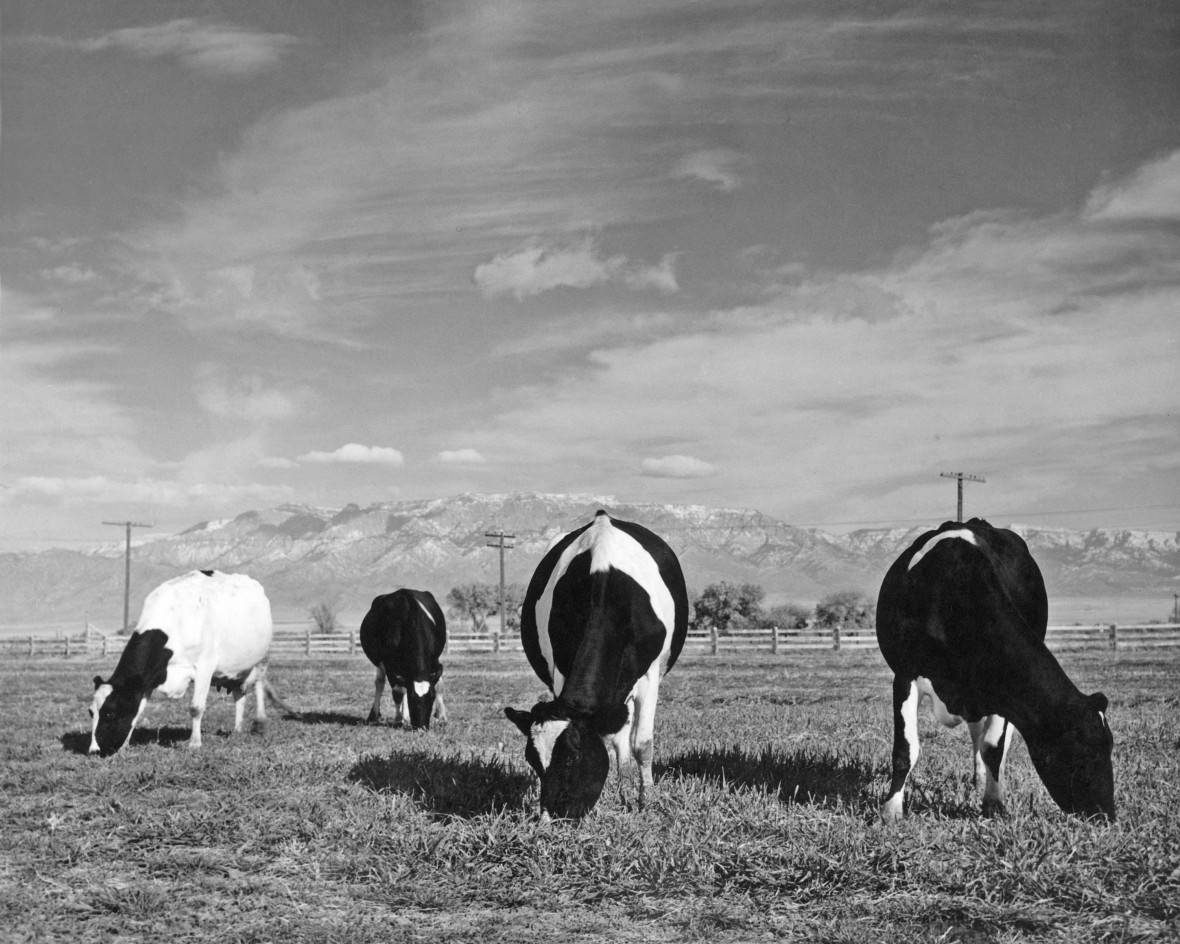 Historic black and white photo of cows grazing in front of Sandia