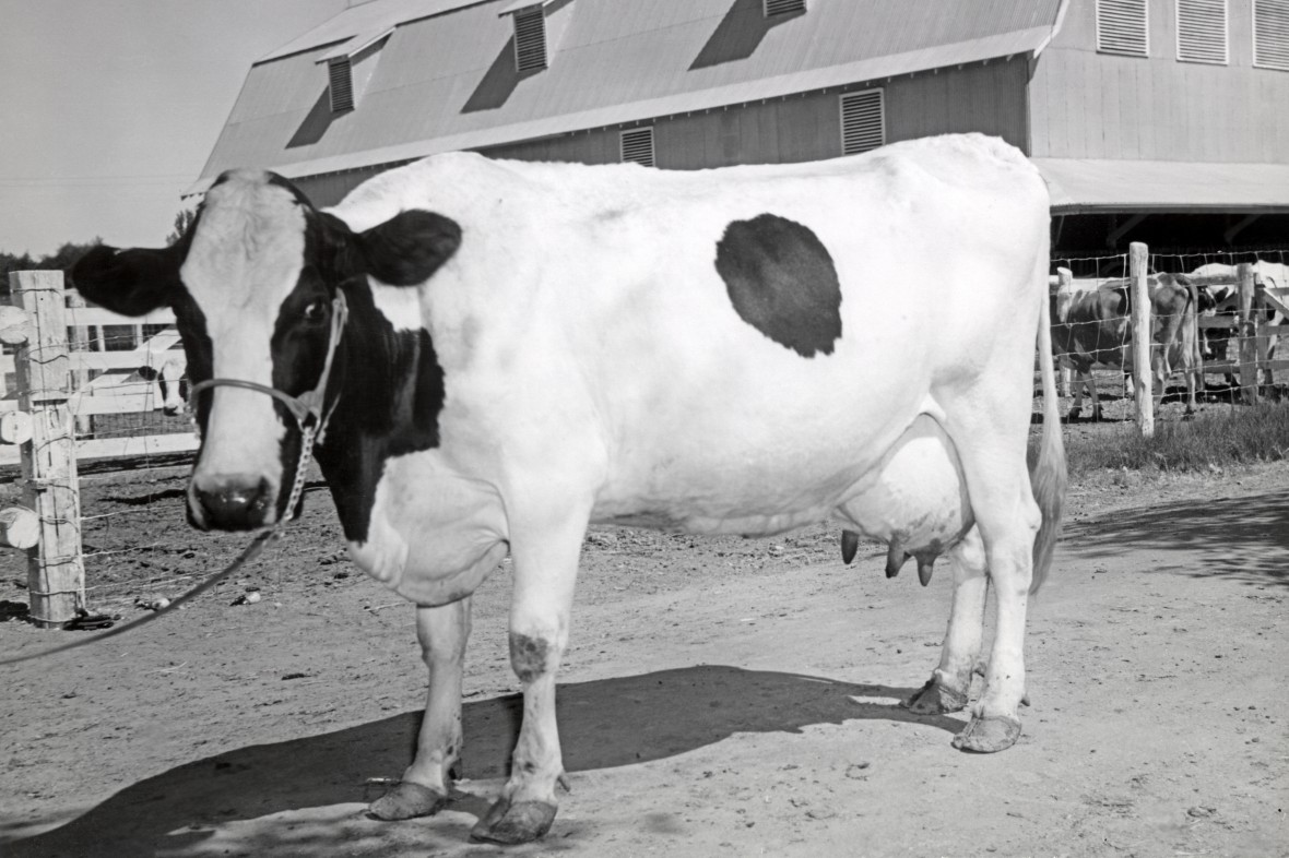 Cow in front of barn, old black and white photo