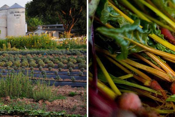 Organic Farm & Gardens
