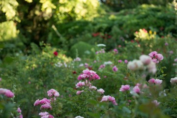 Rose bushes blooming in the Greely Garden