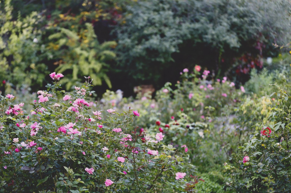 Rose Greely Garden in Bloom photo by Doug Merriam
