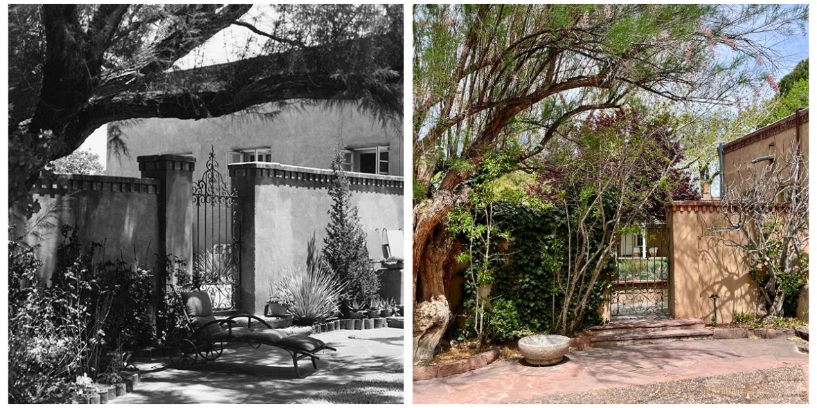 A Salt Cedar, photographed by Laura Gilpin in the 1930s continues to thrive today. 