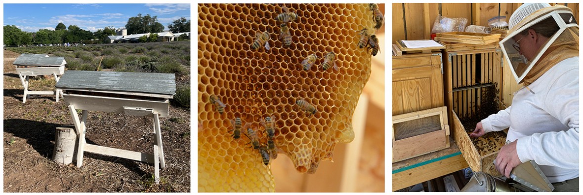 A frame beehives, bees on a honeycomb, beekeeper in the Slovenian Beehouse